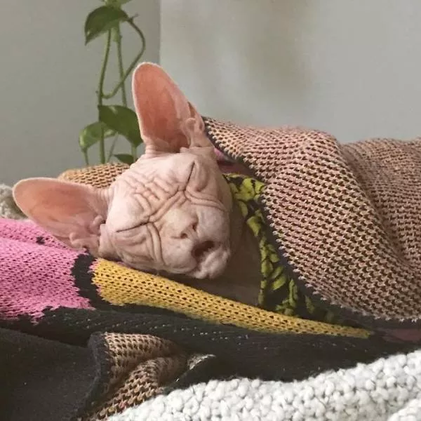 Grumpiest sphynx cat  - #35 