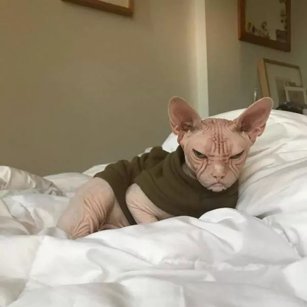 Grumpiest sphynx cat  - #36 