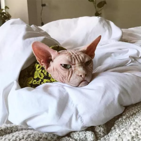 Chat sphynx grumpiest - #38 