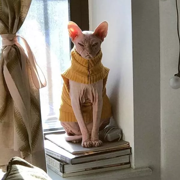 Grumpiest sphynx cat  - #39 