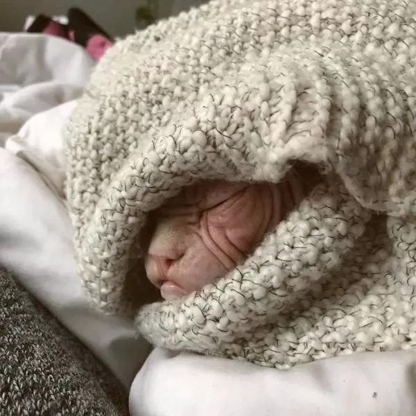 Chat sphynx grumpiest - #4 