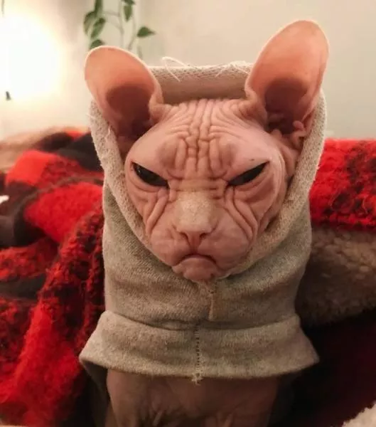 Chat sphynx grumpiest - #40 