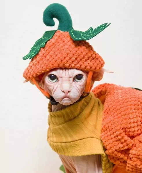 Grumpiest sphynx cat  - #5 