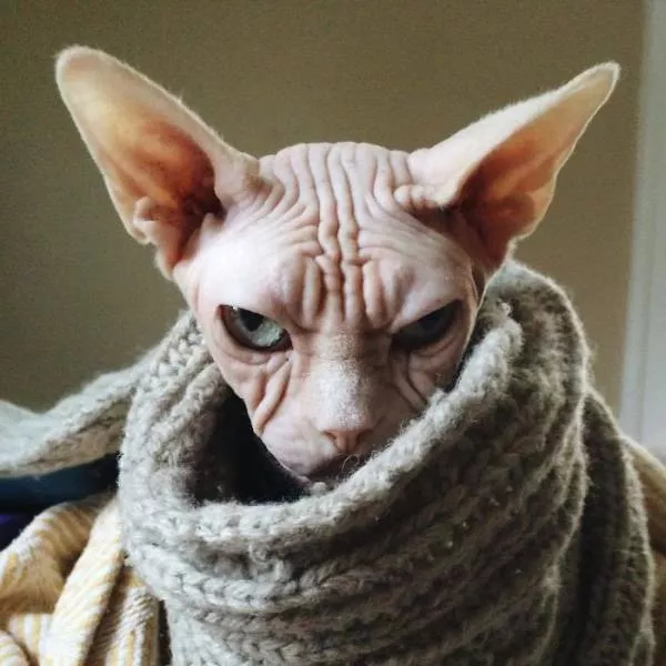 Chat sphynx grumpiest - #6 