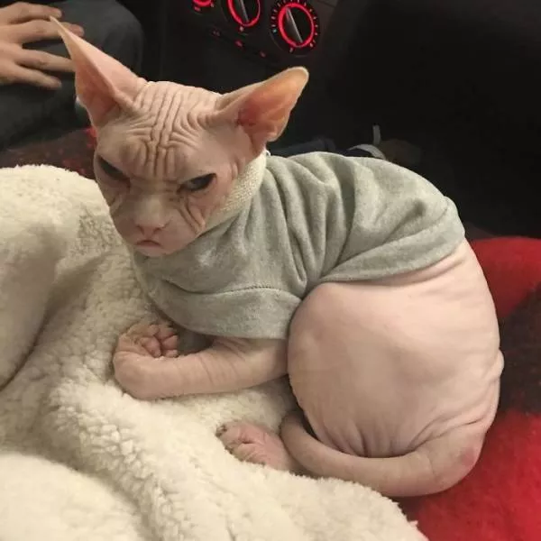 Chat sphynx grumpiest - #7 
