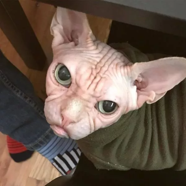 Grumpiest sphynx cat  - #8 