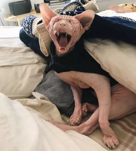 Chat sphynx grumpiest - #9 