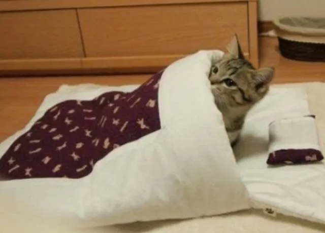 Picdump 381 - #48 