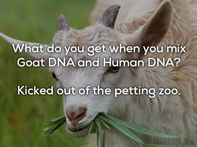 Top of bad jokes - #6 