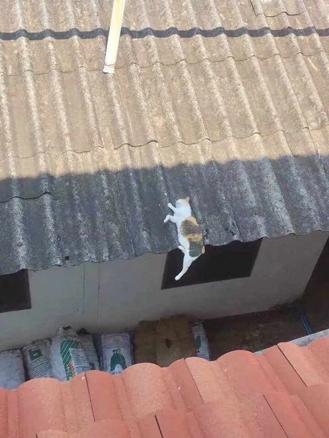 Picdump 384 - #50 