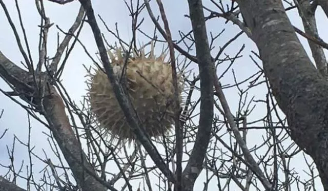 Weird stuff found nowhere - #13 