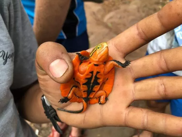 Weird stuff found nowhere - #16 