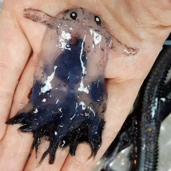 Weird stuff found nowhere