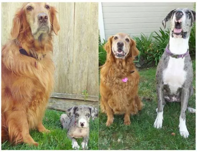 Adorable dogs transformation - #1 