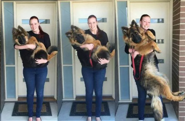 Transformation de chiens adorables - #10 