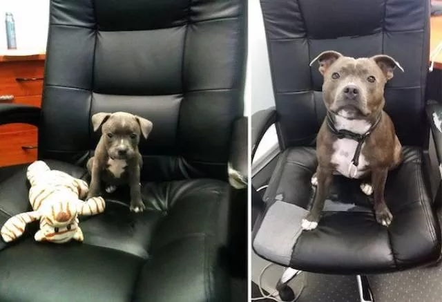 Adorable dogs transformation - #12 