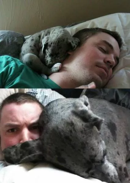 Adorable dogs transformation - #15 
