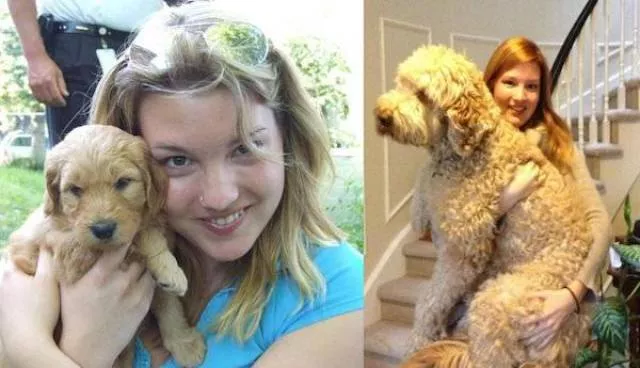 Adorable dogs transformation - #16 