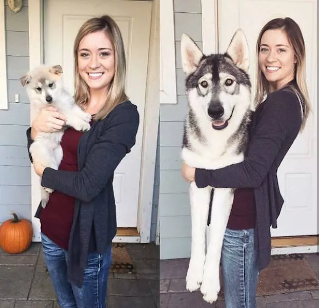 Adorable dogs transformation