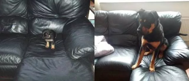 Transformation de chiens adorables - #20 