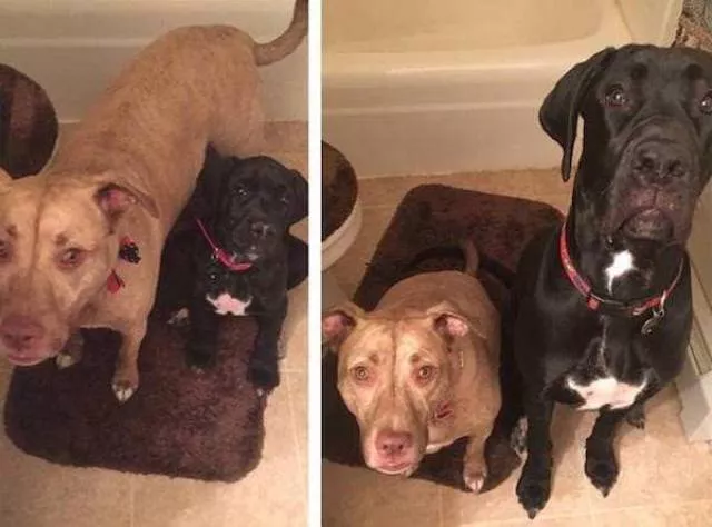 Adorable dogs transformation - #22 