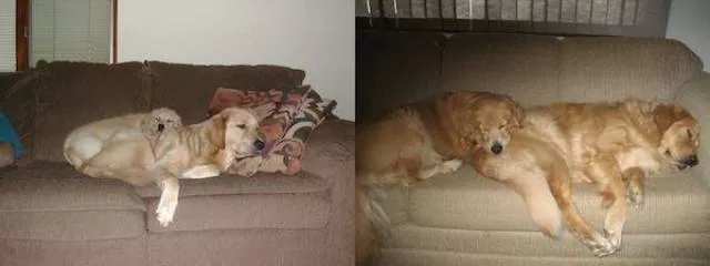 Adorable dogs transformation - #23 