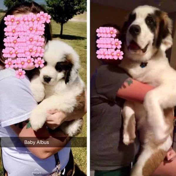 Transformation de chiens adorables - #27 