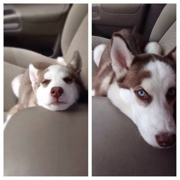 Adorable dogs transformation - #28 