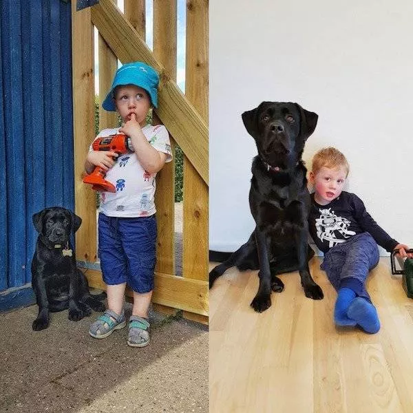 Adorable dogs transformation - #5 