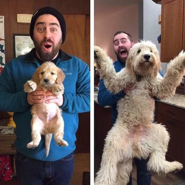 Adorable dogs transformation - #7 