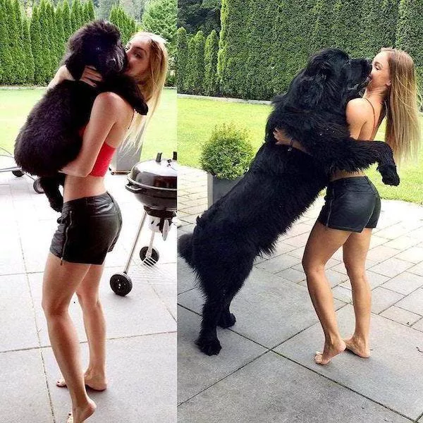 Adorable dogs transformation - #8 