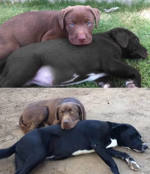 Adorable dogs transformation - #9 