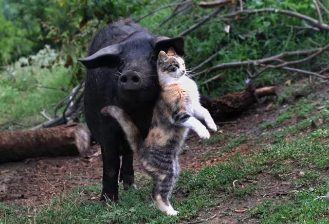 Picdump 391 - #48 