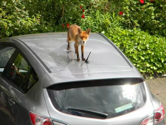 Picdump 394 - #43 