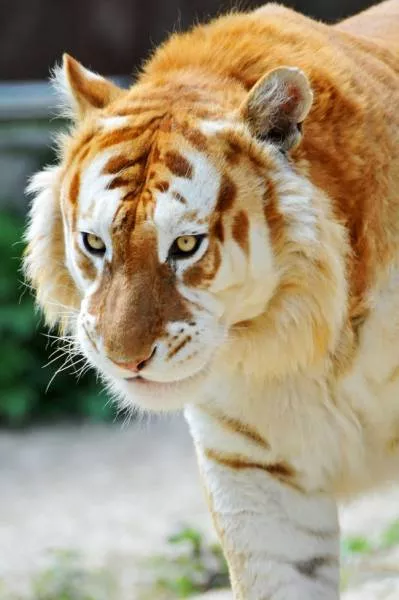 The worlds most fascinating pictures - #1 