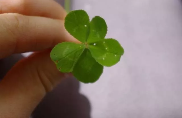 The luckiest people - #15 