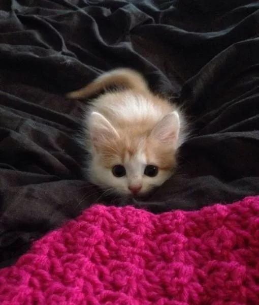 Objets insolites - #19 