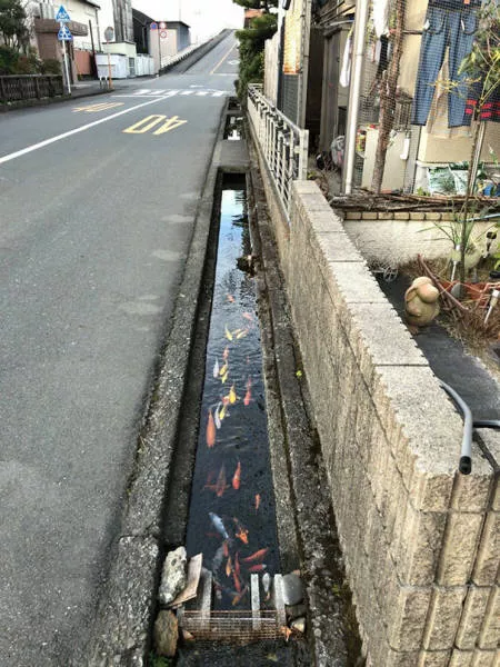 Thats why japan is still fantastic - #12 