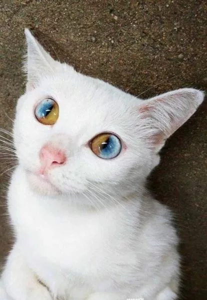 Des photos impressionnantes a partager - #38 