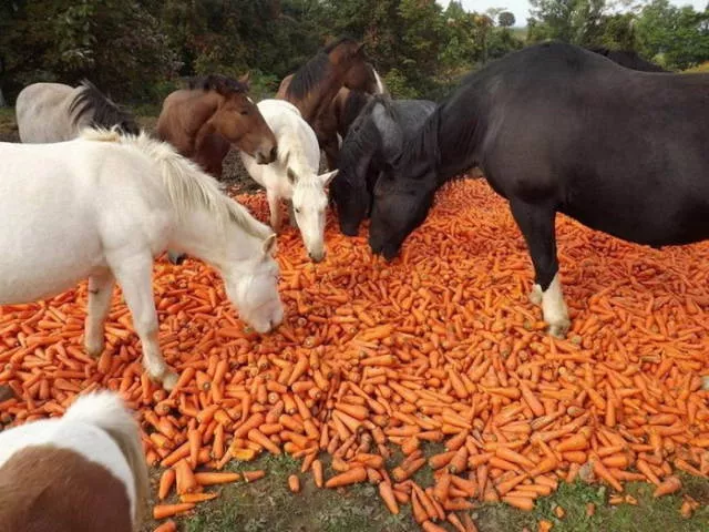 Picdump 409 - #11 