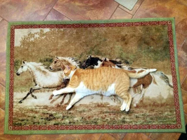 A double look is necessary to understand these photos - #31 