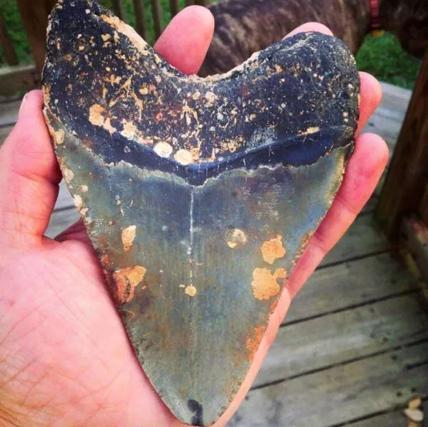 Incredible finds discovered by accident - #9 