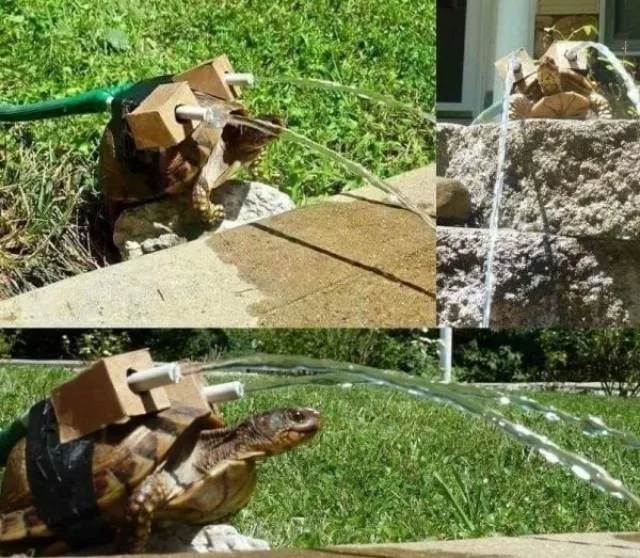 Animaux mignons et hilarants captures en photo - #1 