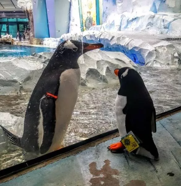 Animaux mignons et hilarants captures en photo - #10 