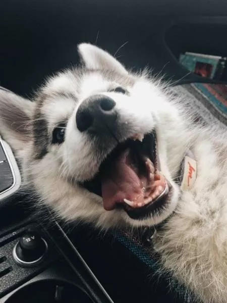 Cute and funny animals caught in pictures - #11 