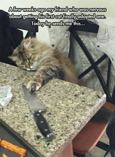 Animaux mignons et hilarants captures en photo - #12 