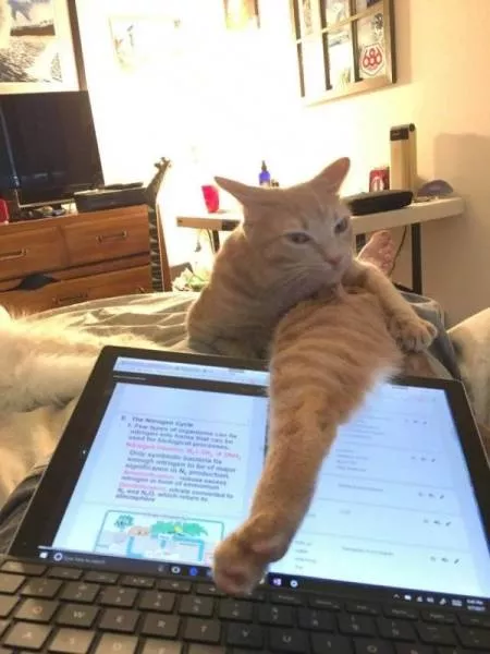 Animaux mignons et hilarants captures en photo - #13 