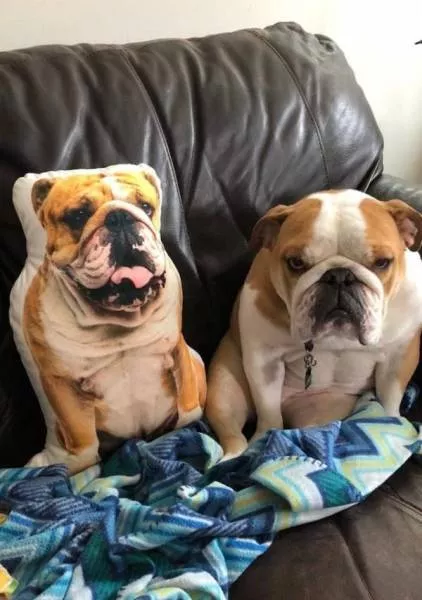 Cute and funny animals caught in pictures - #15 