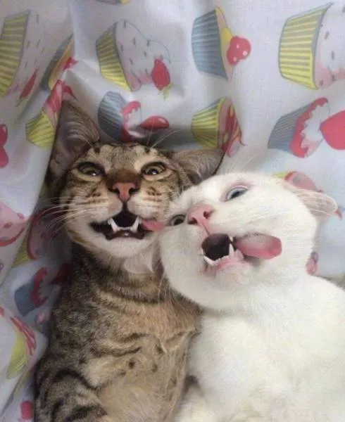 Cute and funny animals caught in pictures