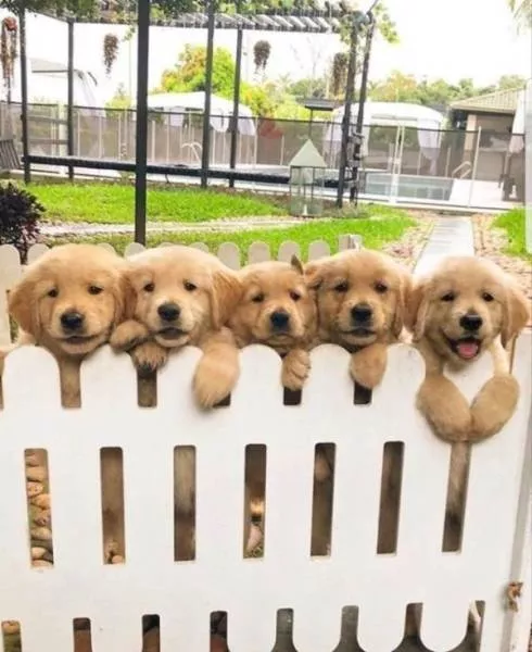 Animaux mignons et hilarants captures en photo - #19 
